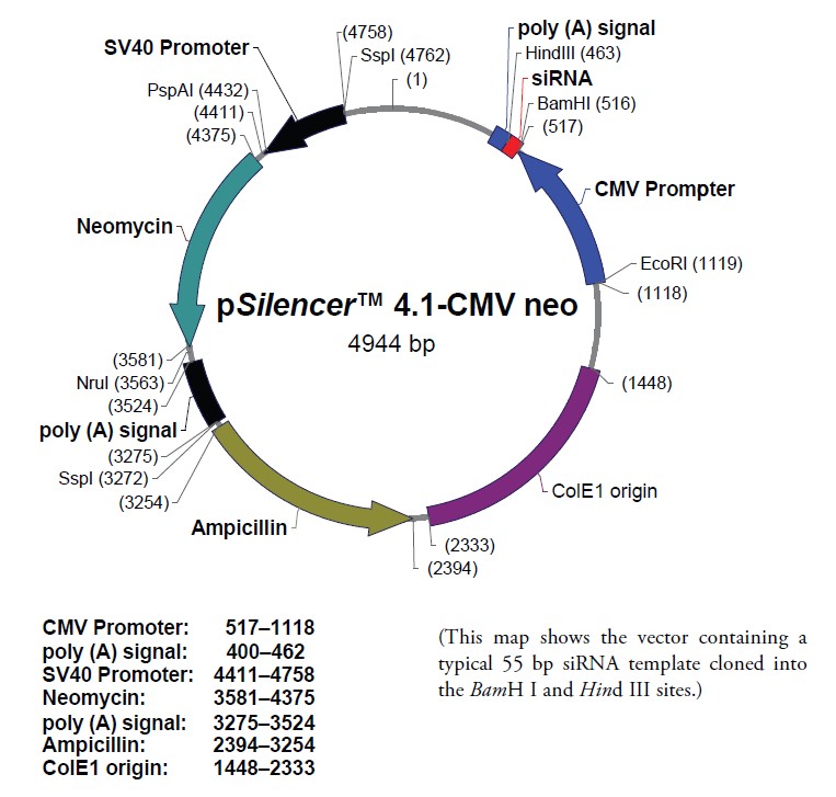 pSilencer 4.1-CMV neo载体图谱